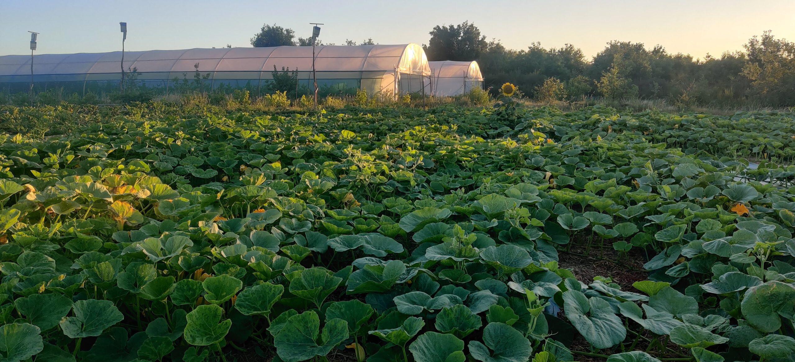 Visite légumes et biodiversité à la ferme du Rougequeue, avec la participation de la LPO