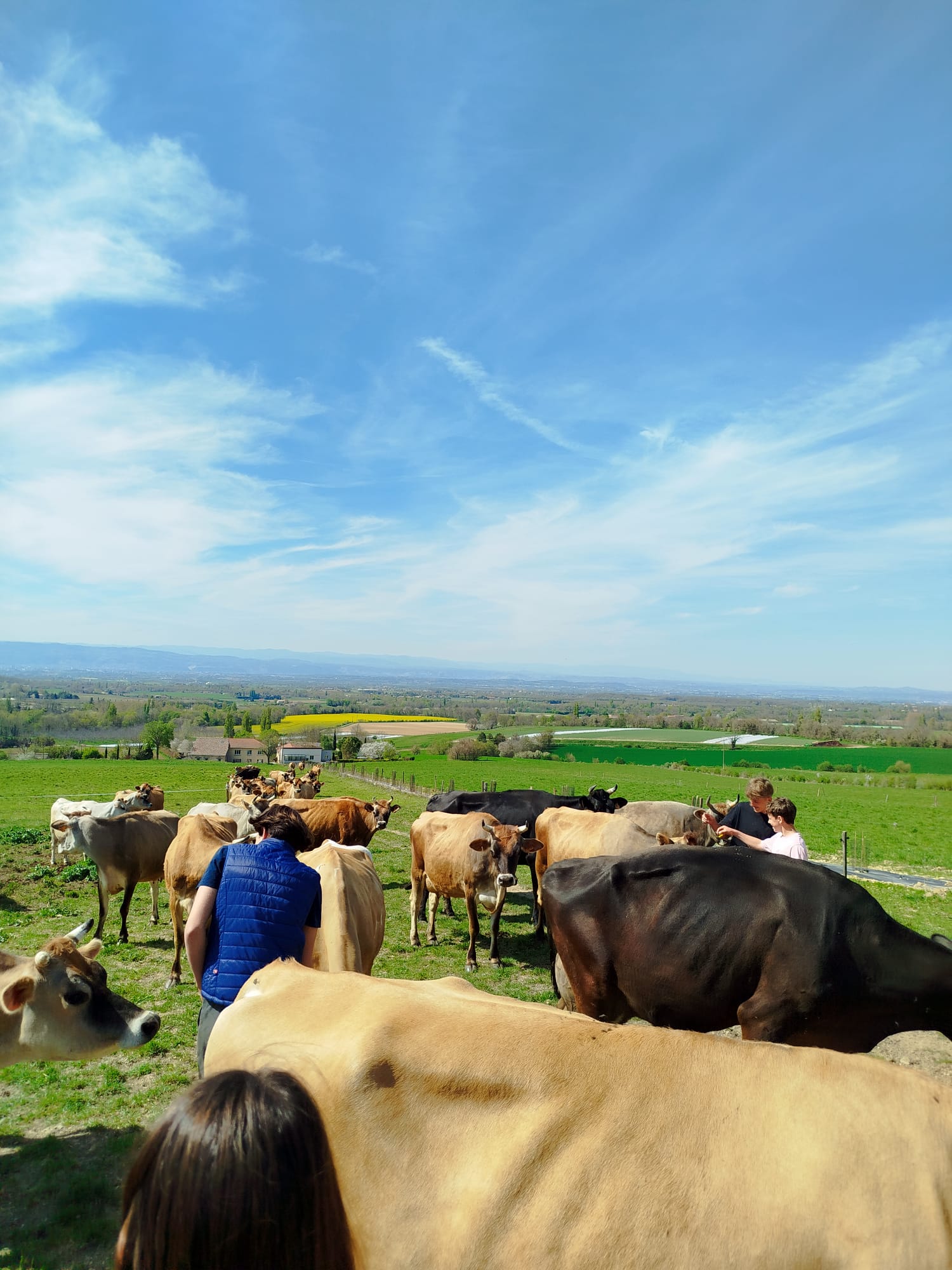 Collégiens drômois au milieu d'un troupeau de vaches lors d'une visite de ferme bio