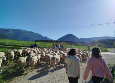 Troupeau de moutons conduit par des collégiens sur un chemin, montagnes en arrière-plan