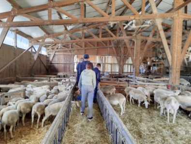 Collégiens dans une bergerie au milieu des chèvres et moutons